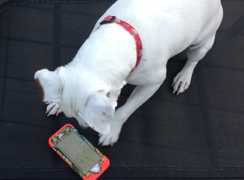 Becoming a GPS for My Dog